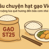 Câu chuyện hạt gạo Việt