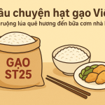 Câu chuyện hạt gạo Việt