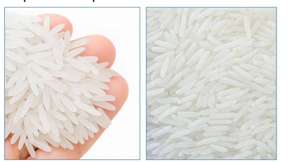 Gạo ST24 và ST25 khác nhau như thế nào