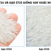 Gạo ST24 và ST25 khác nhau như thế nào