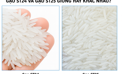Gạo ST24 và ST25 khác nhau như thế nào